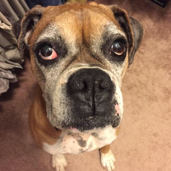 Meet your Posher, Ron - Picture 1 of 1